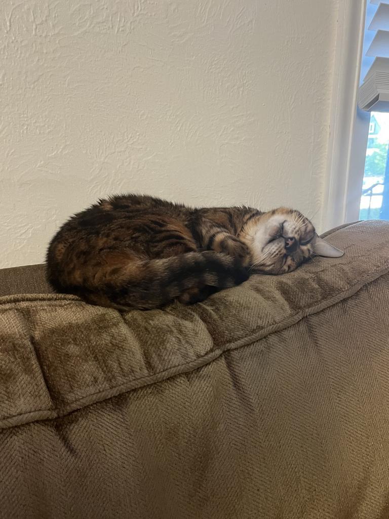 Enlarge Mary Poppins, a Adoptable Bengal in Saint Paul, MN image 5/6