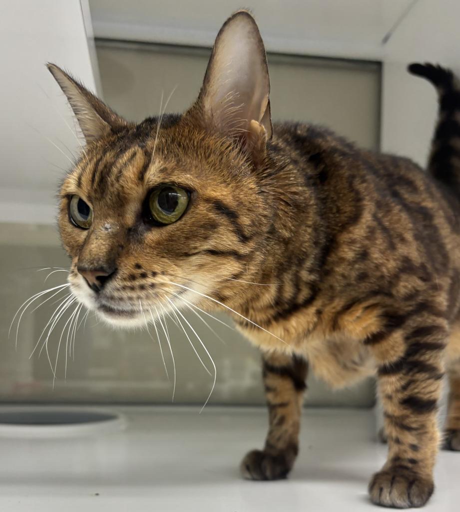 Enlarge Mary Poppins, a Adoptable Bengal in Saint Paul, MN image 6/6