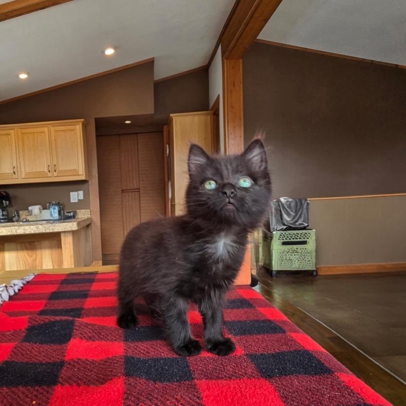 Sprout, Adoptable, Kitten Female Domestic Short Hair.