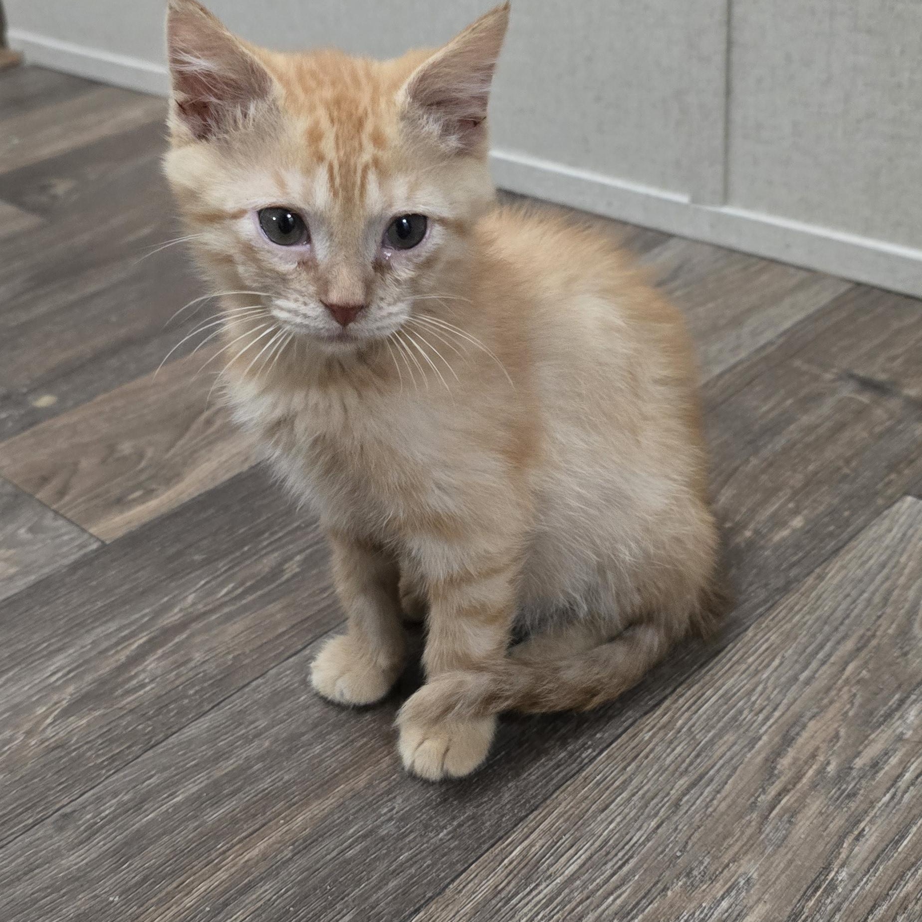 Blazer, Adopted, Kitten Male Domestic Short Hair.