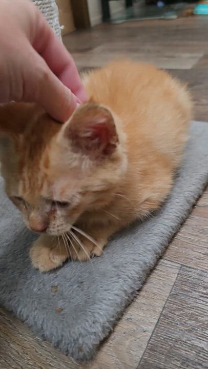 Enlarge Blazer, a Adopted mixed breed in Ripley, TN video 2/2