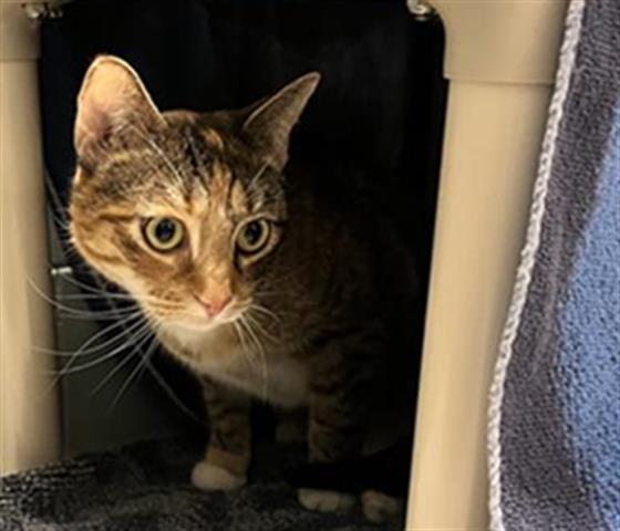 Enlarge XENA, a Adoptable Domestic Short Hair in Denver, CO image 1/1