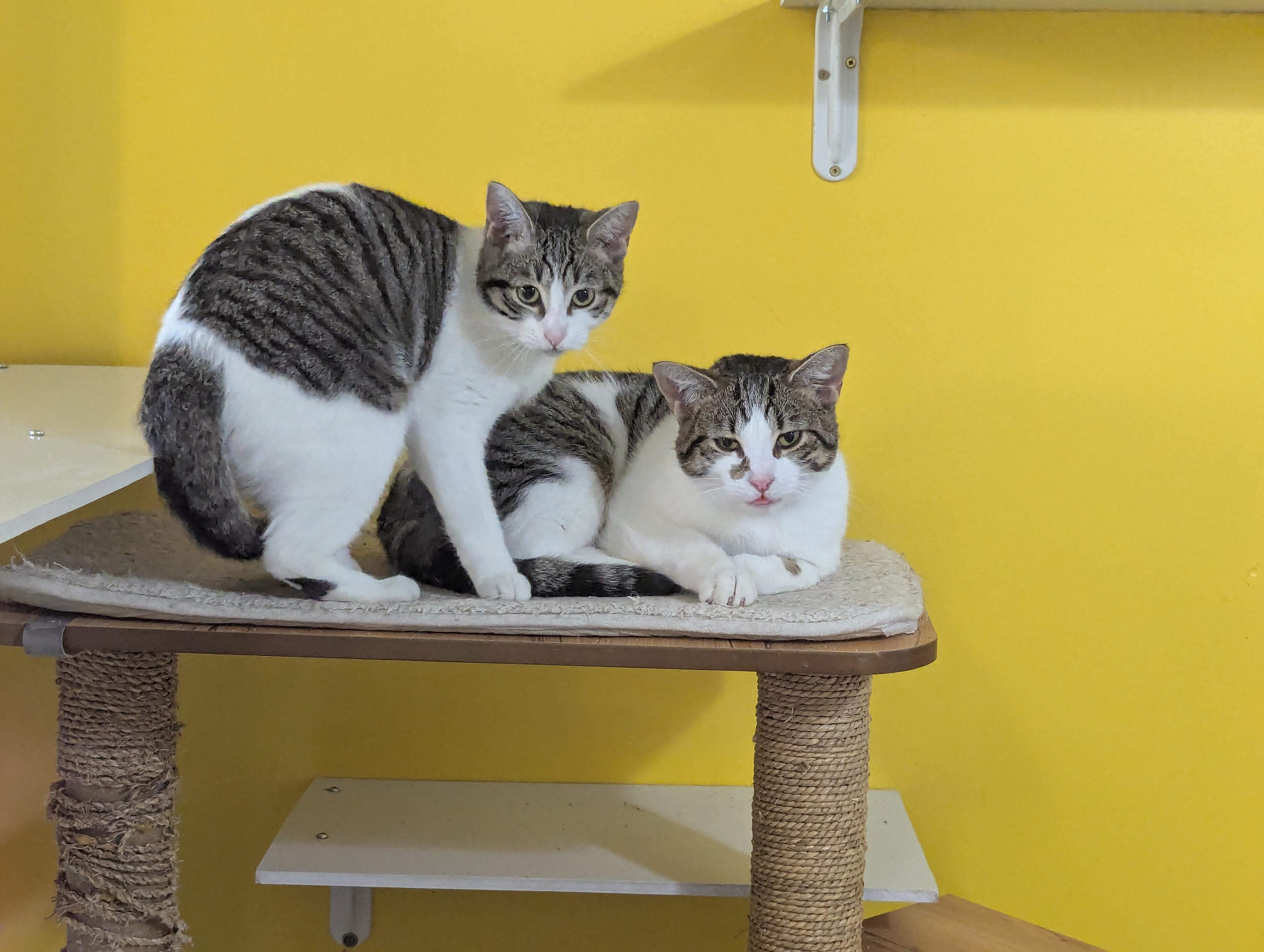 Link *FULLY SPONSORED*, an adoptable Domestic Short Hair in Morden, MB, R6M 1Y4 | Photo Image 1
