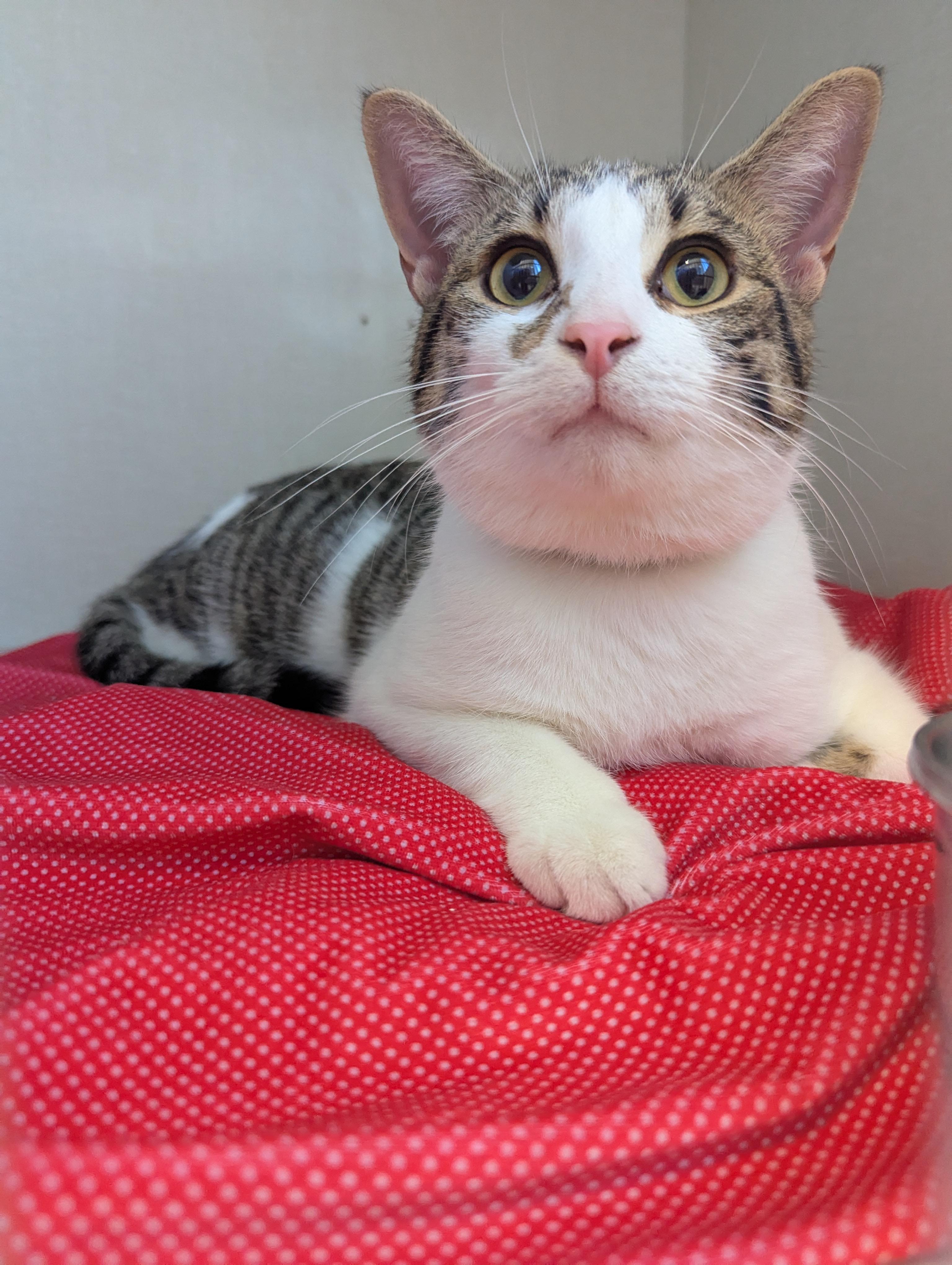 Link *FULLY SPONSORED*, an adoptable Domestic Short Hair in Morden, MB, R6M 1Y4 | Photo Image 3