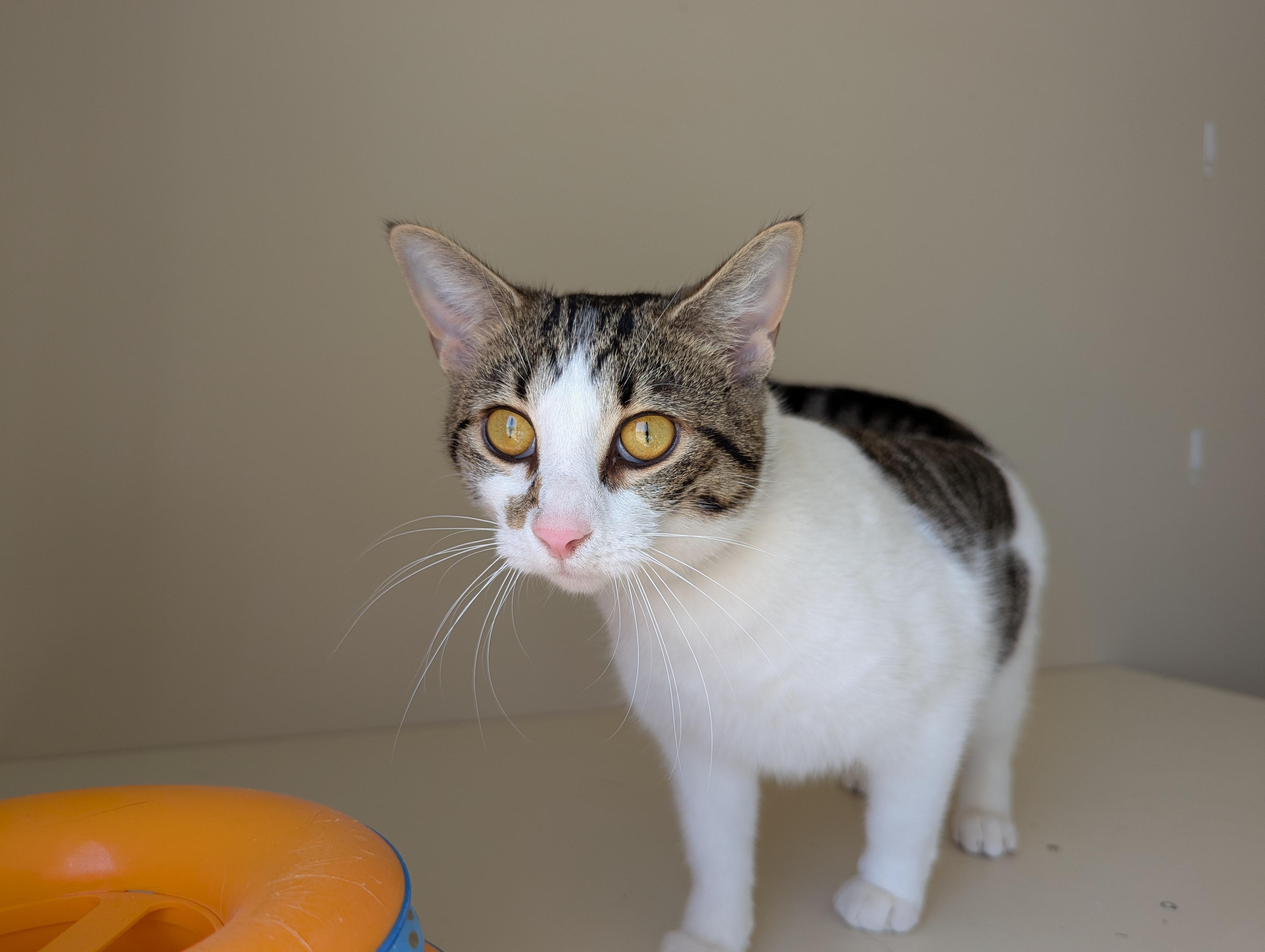 Link *FULLY SPONSORED*, an adoptable Domestic Short Hair in Morden, MB, R6M 1Y4 | Photo Image 2