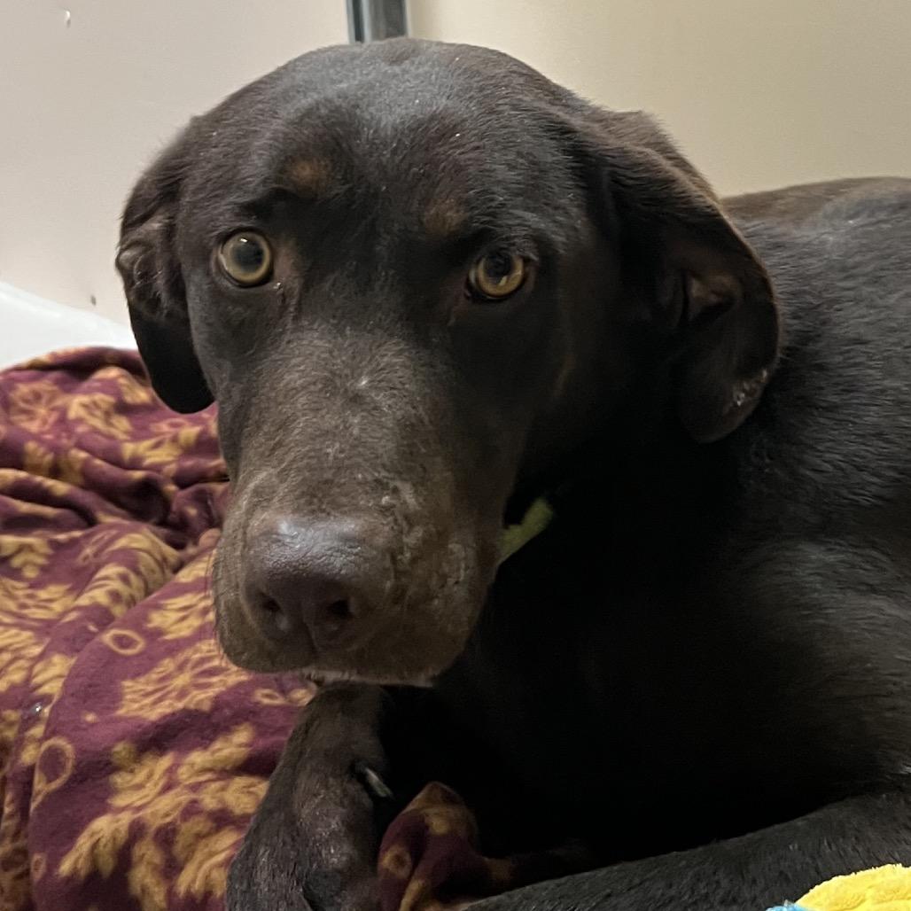 Enlarge Brownie, a Adoptable Mixed Breed in Murray, UT image 1/1