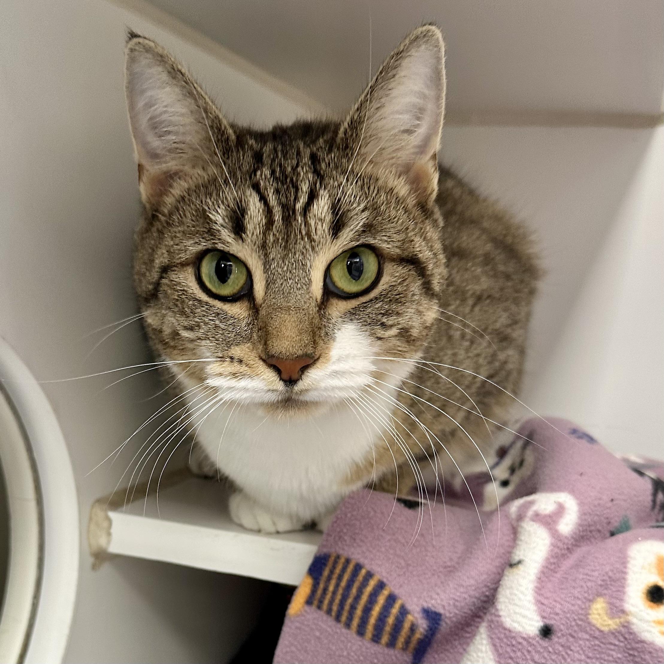 Littles, adopted, Adult Female Domestic Short Hair.