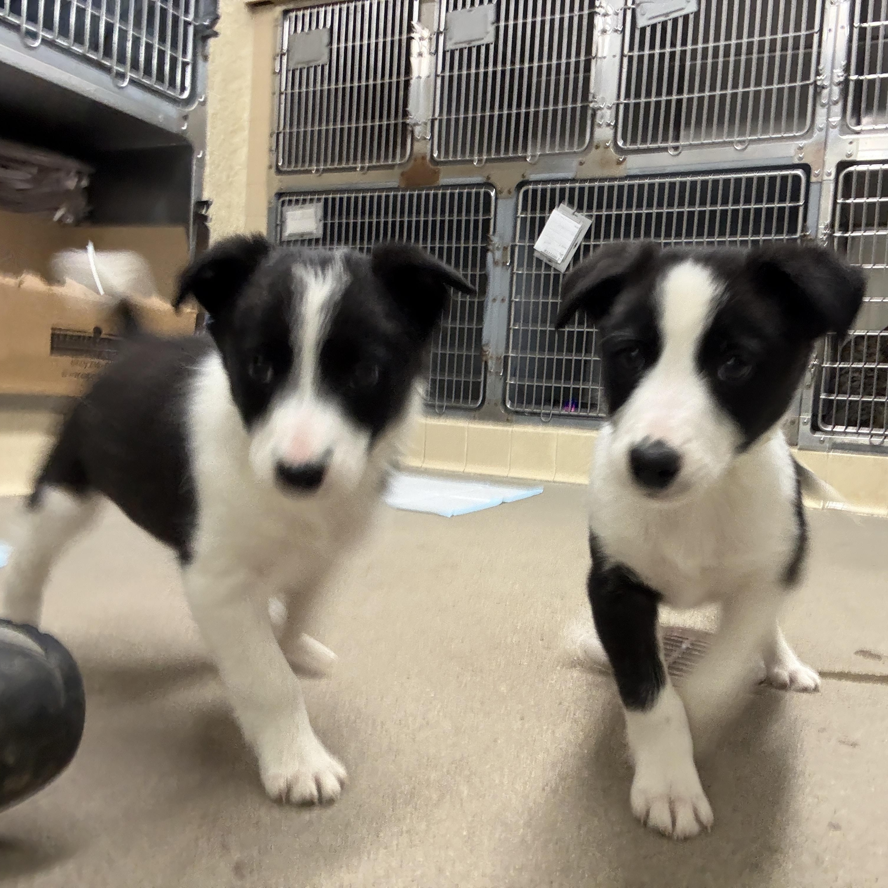 Enlarge Lemon & Lime, a ADOPTABLE Border Collie in Craig, CO image 1/5