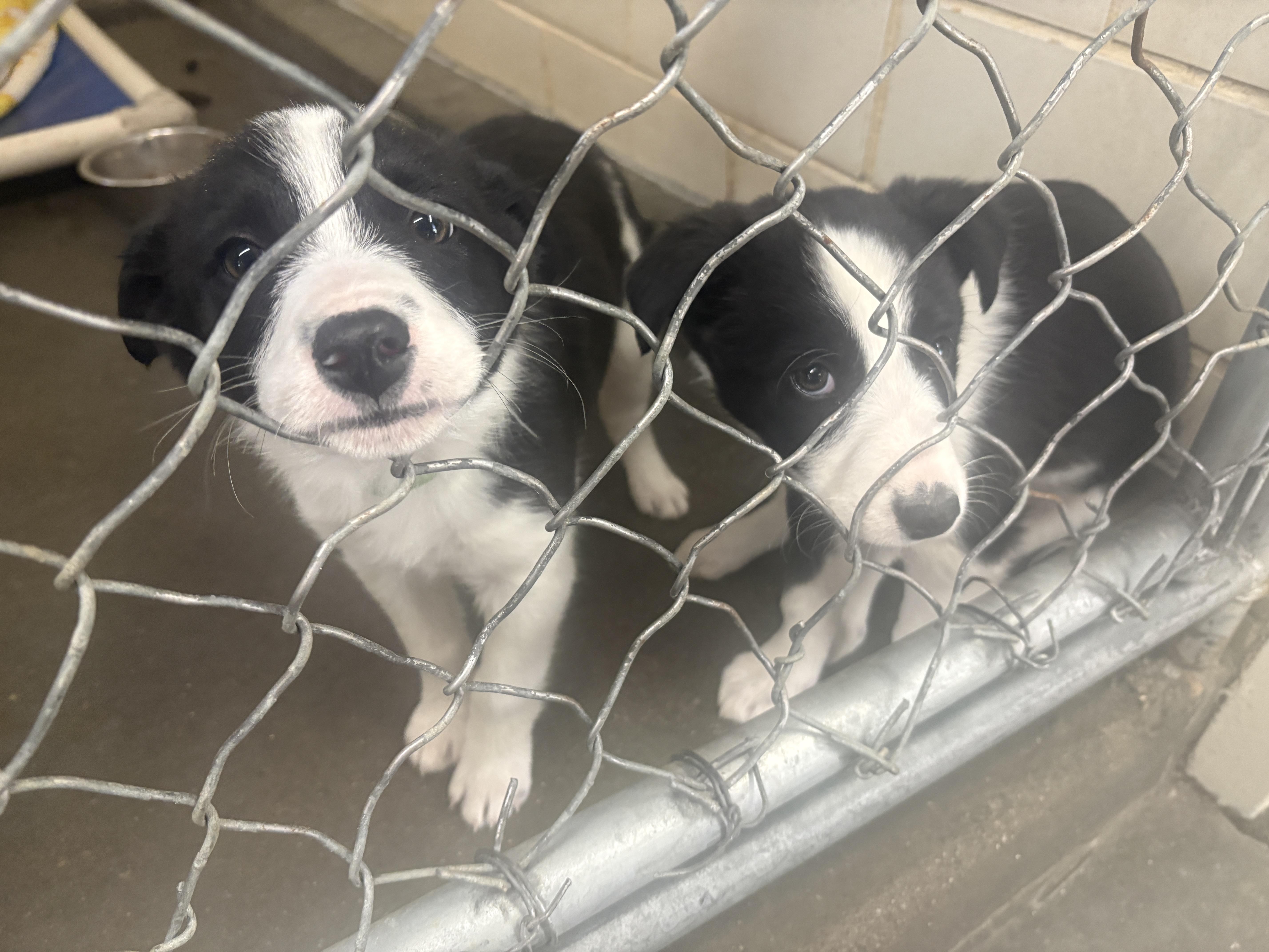 Enlarge Lemon & Lime, a ADOPTABLE Border Collie in Craig, CO image 5/5