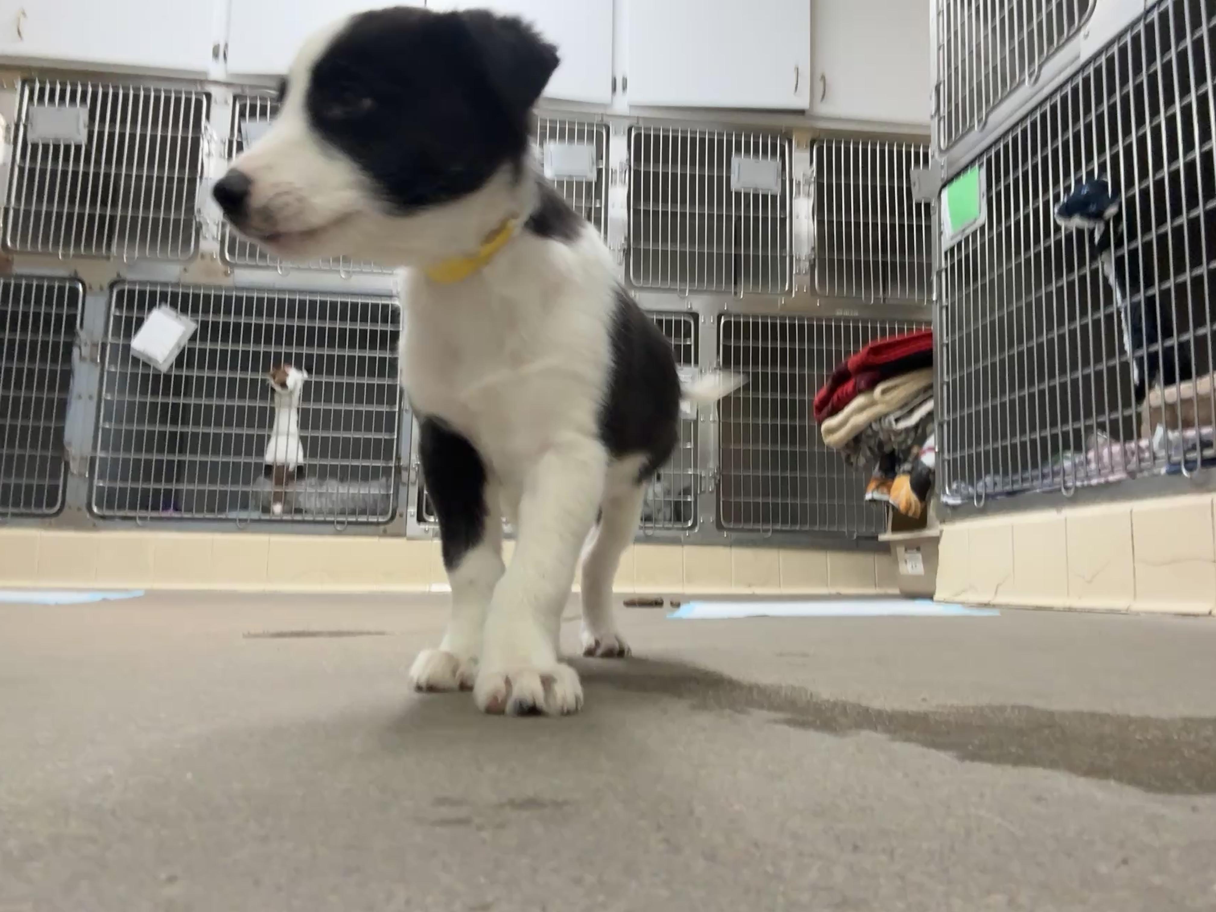 Enlarge Lemon & Lime, a ADOPTABLE Border Collie in Craig, CO image 3/5