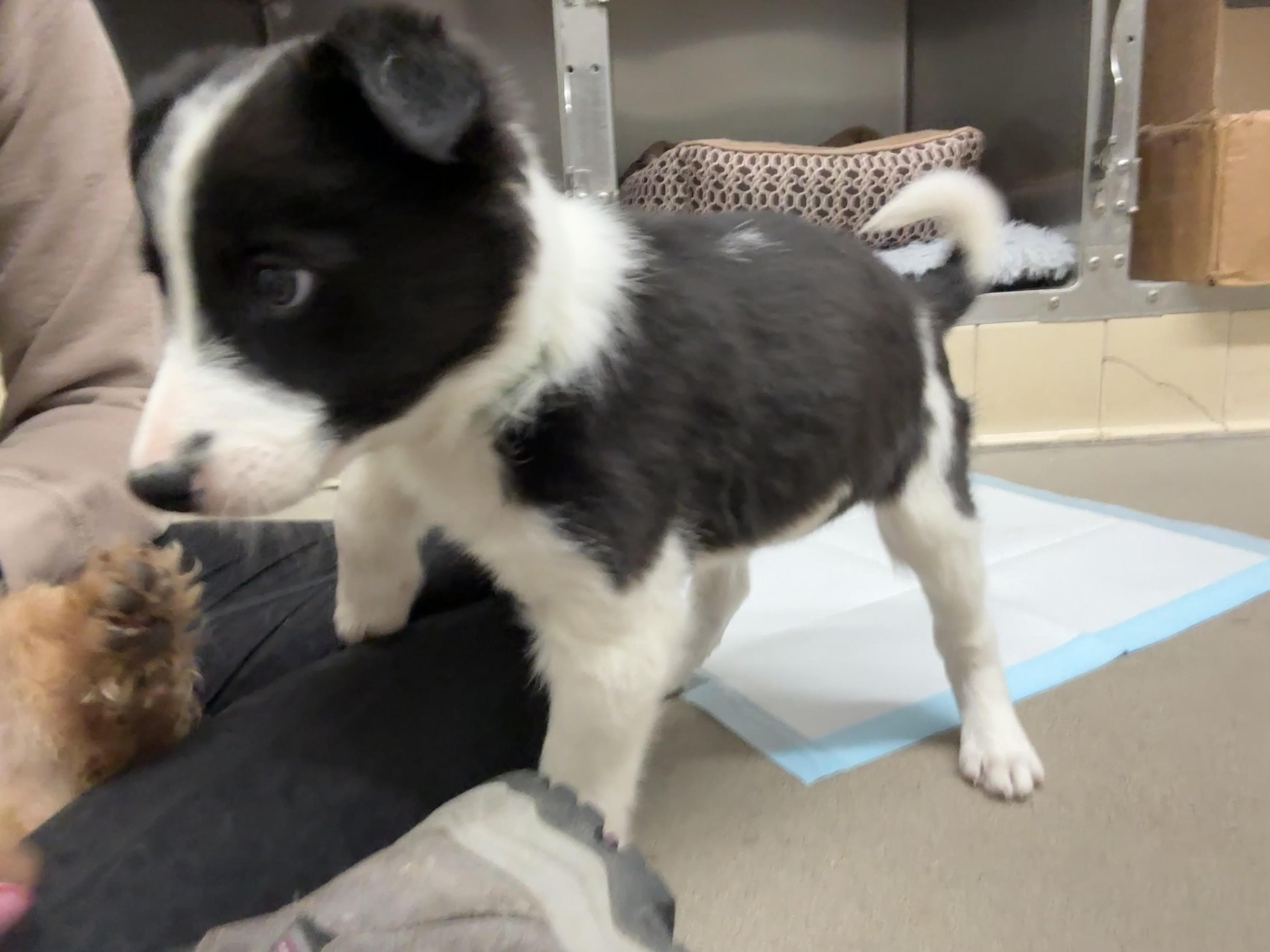 Lime, adopted, Puppy Female Border Collie.