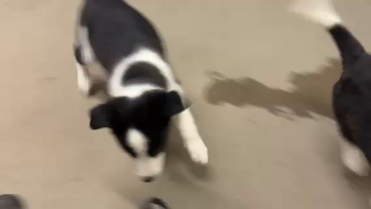 Enlarge Lemon & Lime, a ADOPTABLE Border Collie in Craig, CO video 2/5