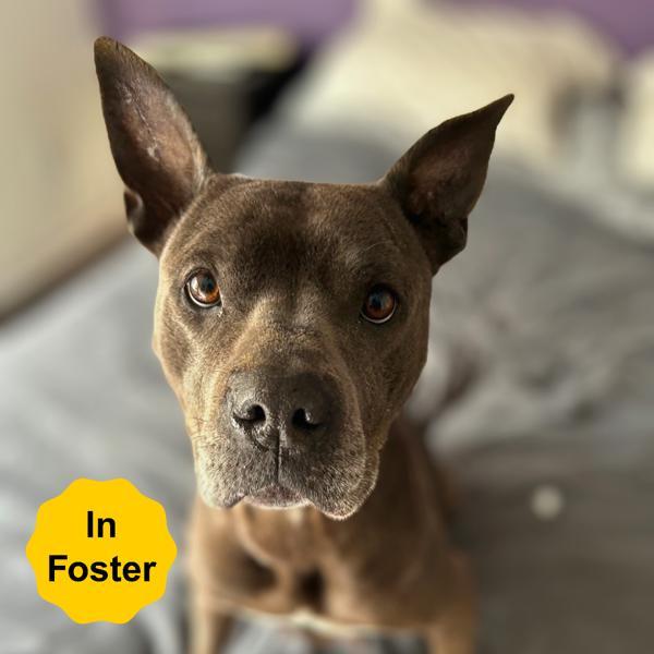 Enlarge Freya, a Adoptable mixed breed in Vallejo, CA image 2/6