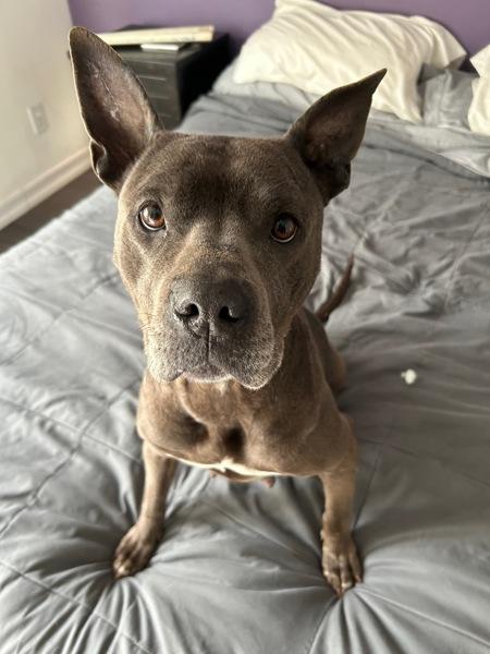 Enlarge Freya, a Adoptable mixed breed in Vallejo, CA image 6/6