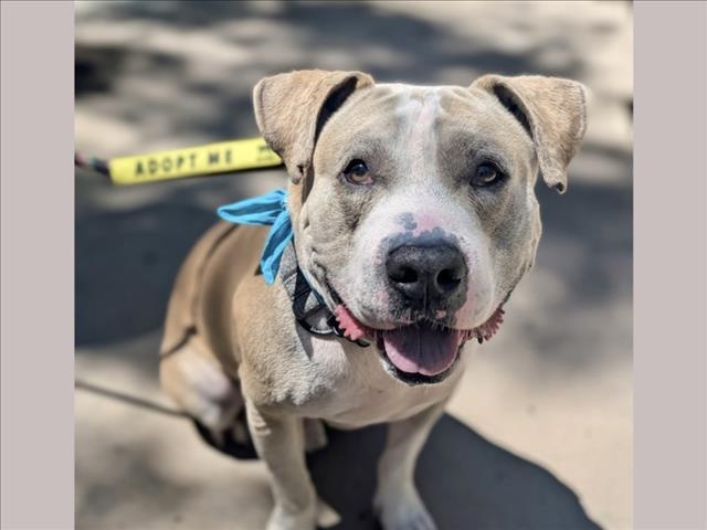 Enlarge MILO, a Adoptable Pit Bull Terrier in San Pedro, CA image 1/1
