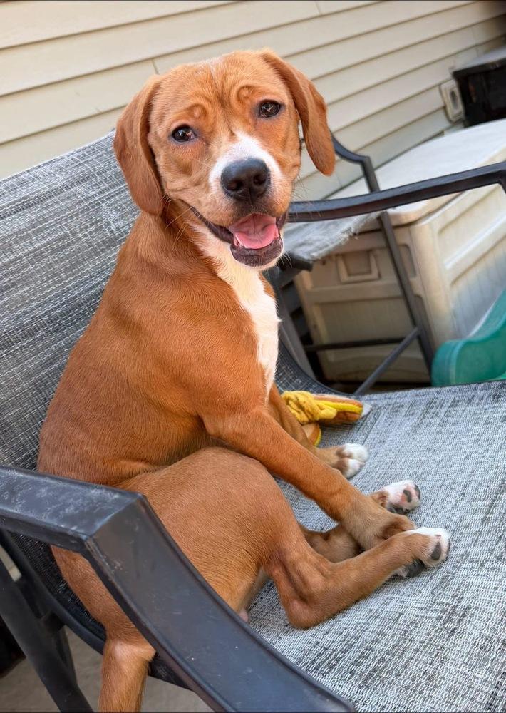 Toffee, Adoptable, Young Female Pit Bull Terrier.