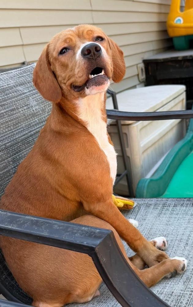 Enlarge Toffee, a Adoptable mixed breed in Scranton, PA image 2/2