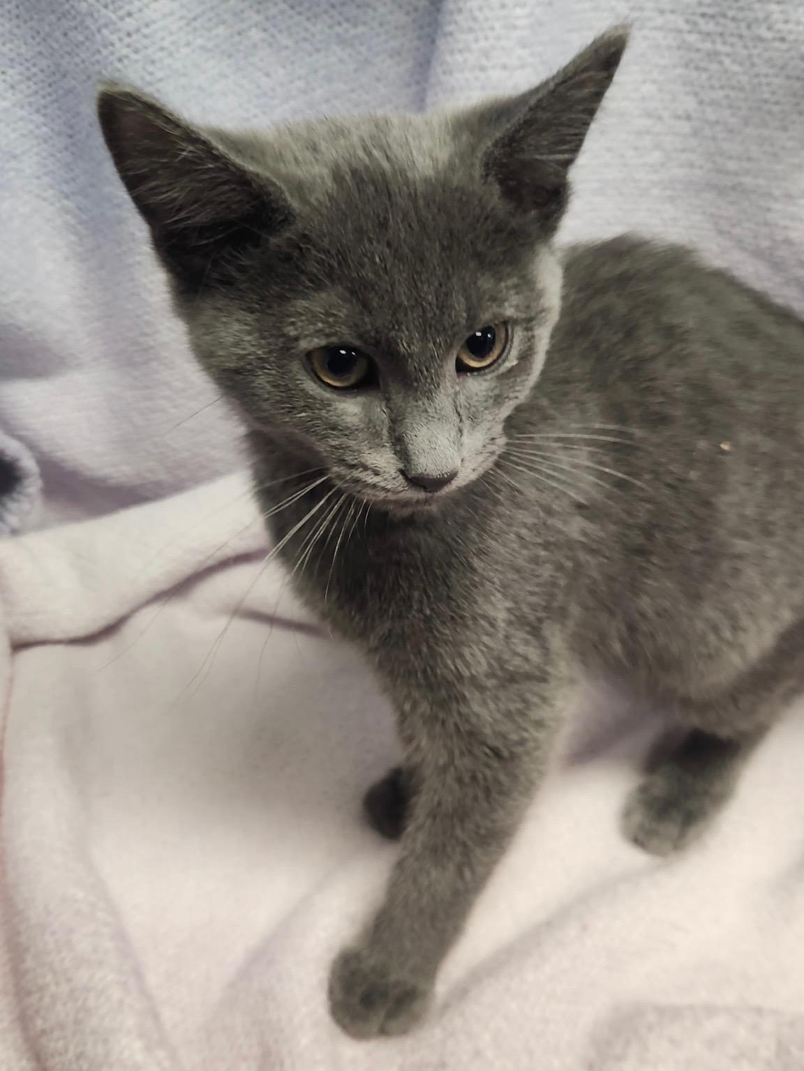 Enlarge Mystique & Magneto, an adoptable mixed breed in Frederick, MD image 2/5