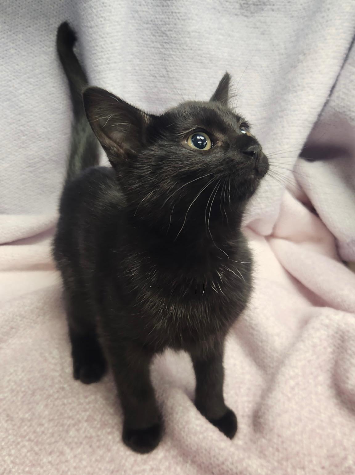 Enlarge Mystique & Magneto, an adoptable mixed breed in Frederick, MD image 4/5