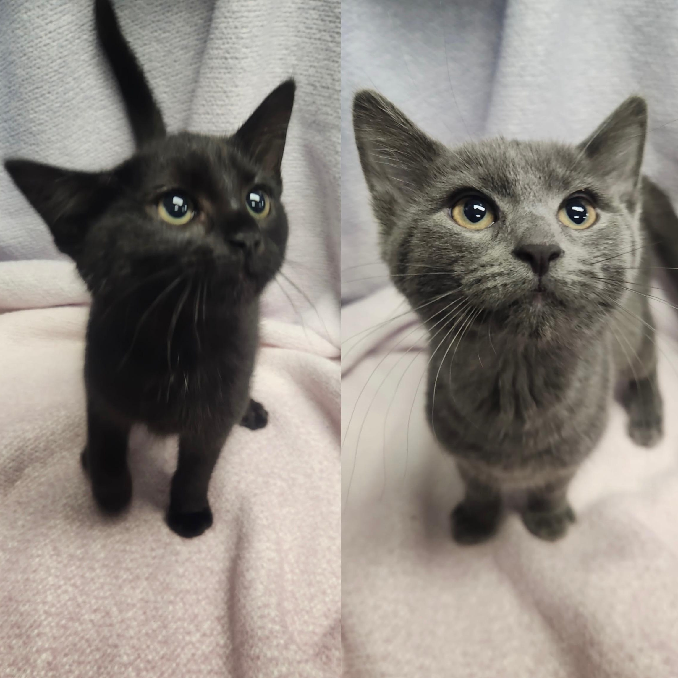 Enlarge Mystique & Magneto, an adoptable mixed breed in Frederick, MD image 1/5