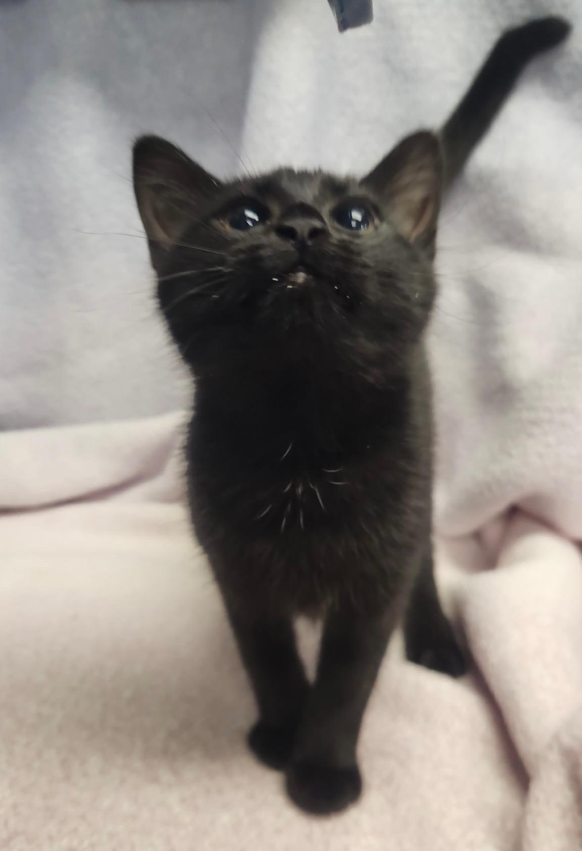 Enlarge Mystique & Magneto, an adoptable mixed breed in Frederick, MD image 3/5