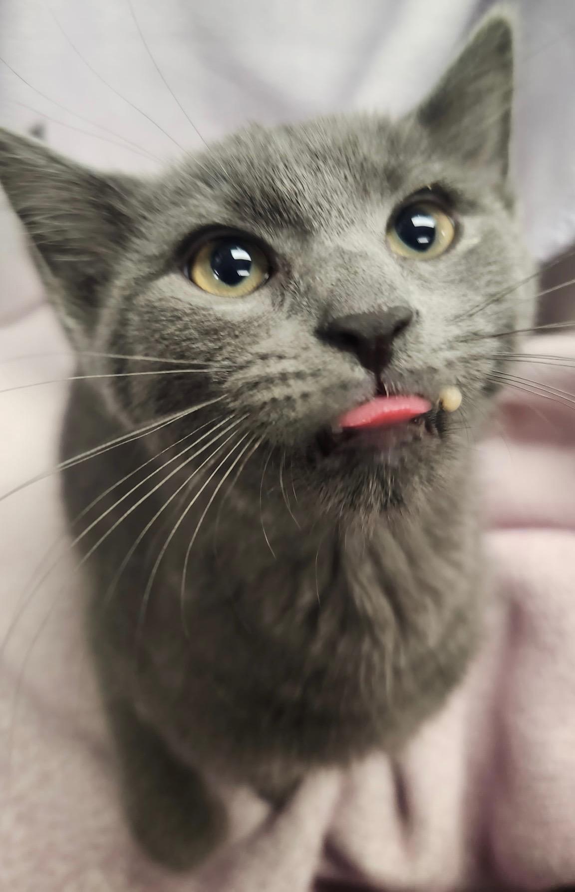 Enlarge Mystique & Magneto, an adoptable mixed breed in Frederick, MD image 5/5