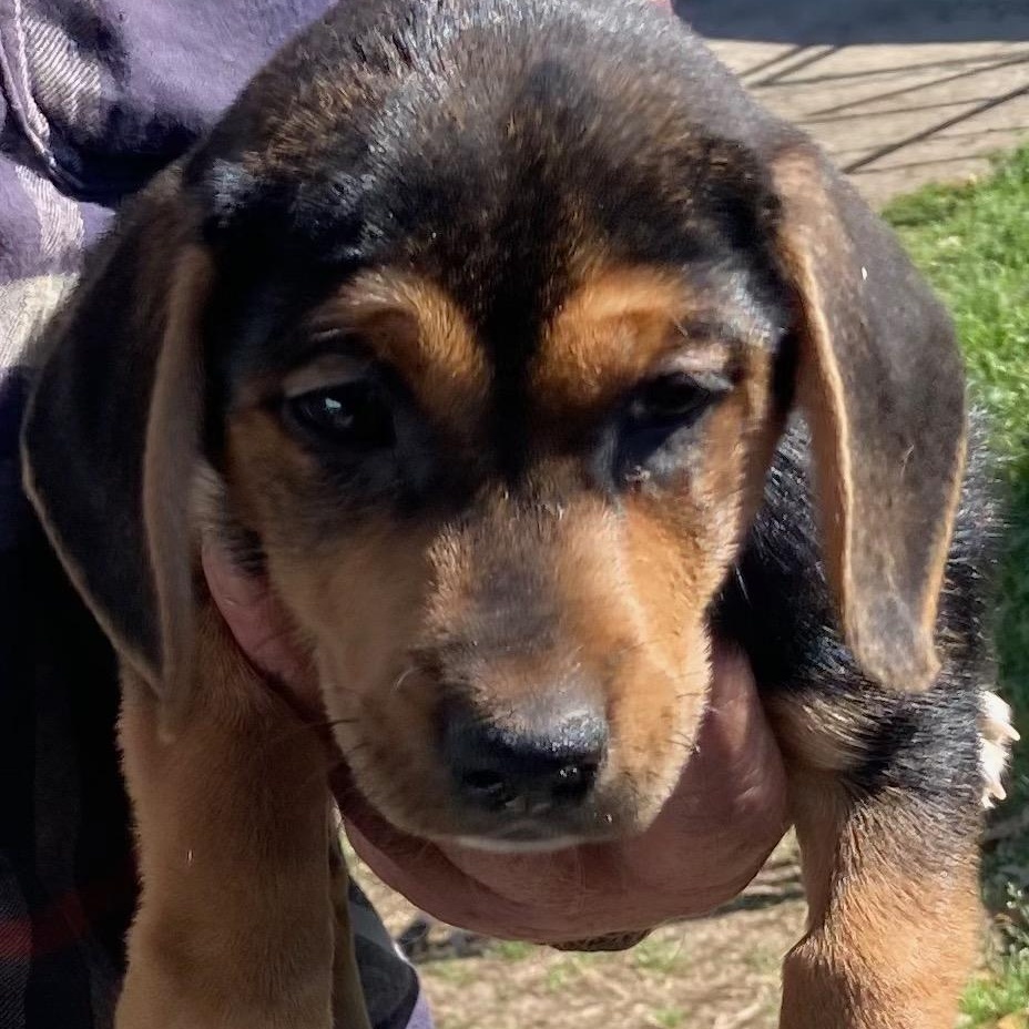 Enlarge Pixie, a ADOPTABLE mixed breed in Oak Bluffs, MA image 1/1