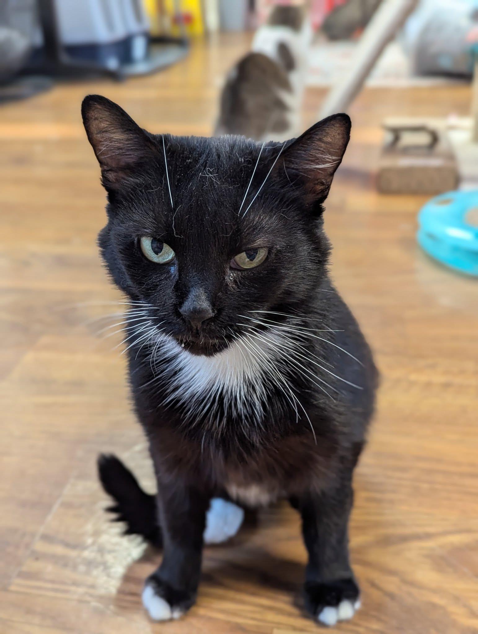 Nina, Adoptable, Adult Female Domestic Short Hair.