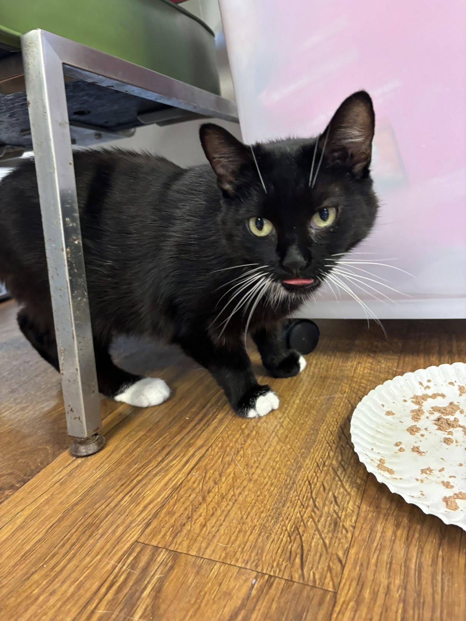 Enlarge Nina, a Adoptable Domestic Short Hair in McDonald, PA image 2/4