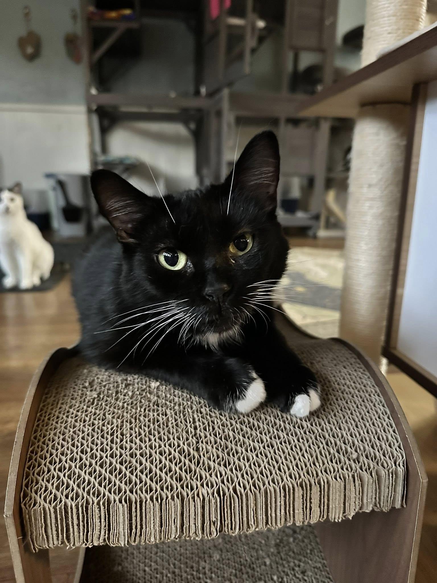 Enlarge Nina, a Adoptable Domestic Short Hair in McDonald, PA image 3/4