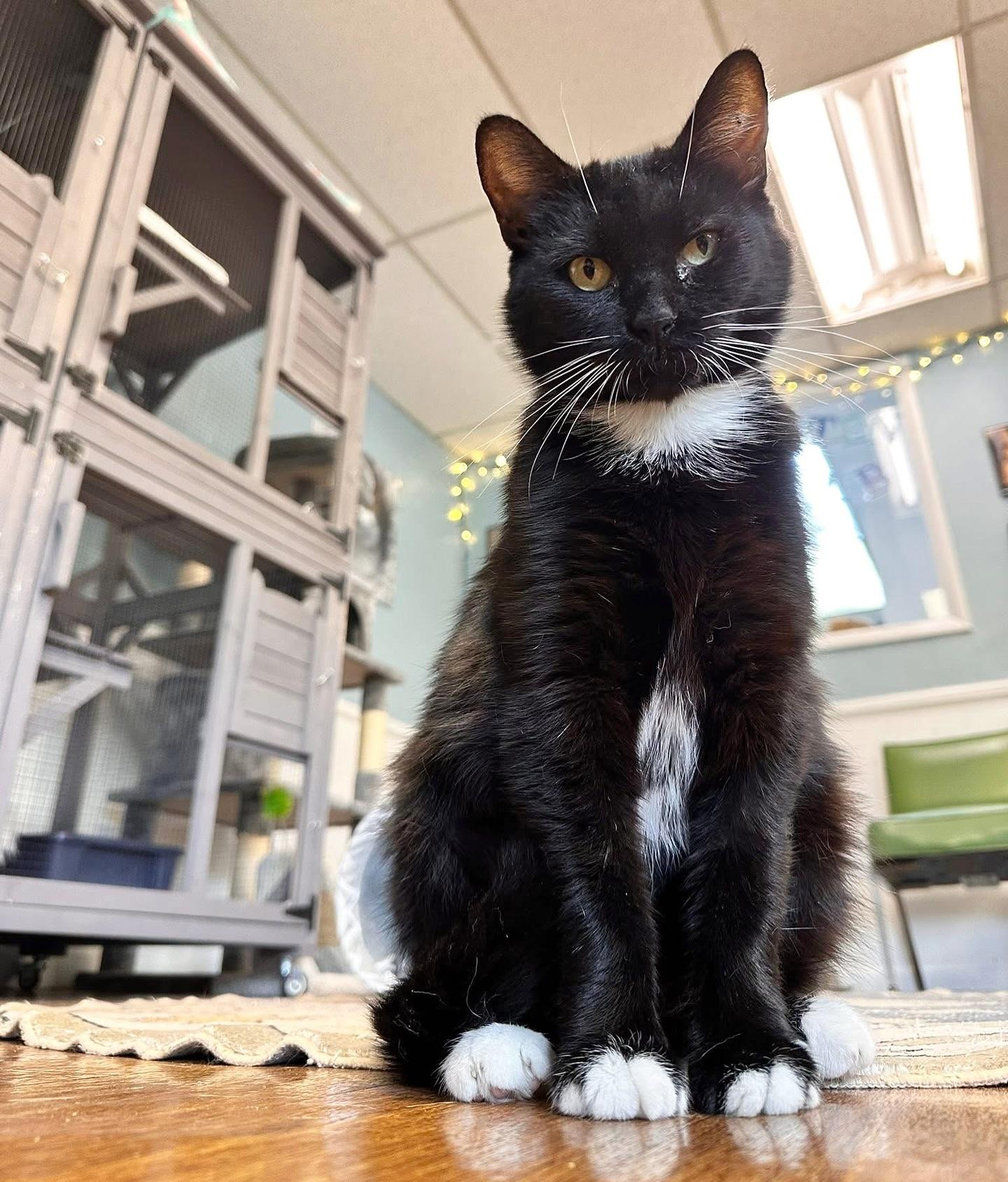 Enlarge Nina, a Adoptable Domestic Short Hair in McDonald, PA image 4/4