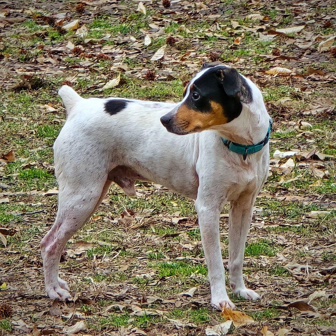 Hooper (VA), Adoptable, Adult Male Rat Terrier.
