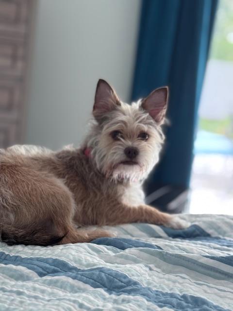 Enlarge Pharaoh , a ADOPTABLE mixed breed in Bradenton, FL image 2/6