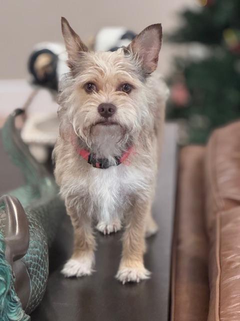 Enlarge Pharaoh , a ADOPTABLE mixed breed in Bradenton, FL image 6/6