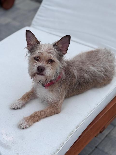 Enlarge Pharaoh , a ADOPTABLE mixed breed in Bradenton, FL image 4/6