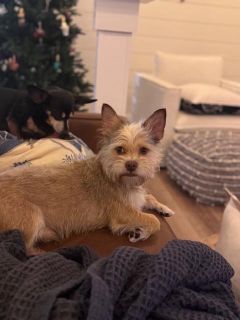 Enlarge Pharaoh , a ADOPTABLE mixed breed in Bradenton, FL image 5/6