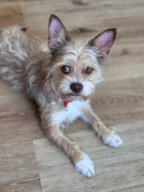 Pharaoh , ADOPTABLE, Young Male Terrier.