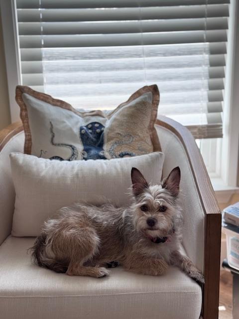 Enlarge Pharaoh , a ADOPTABLE mixed breed in Bradenton, FL image 3/6