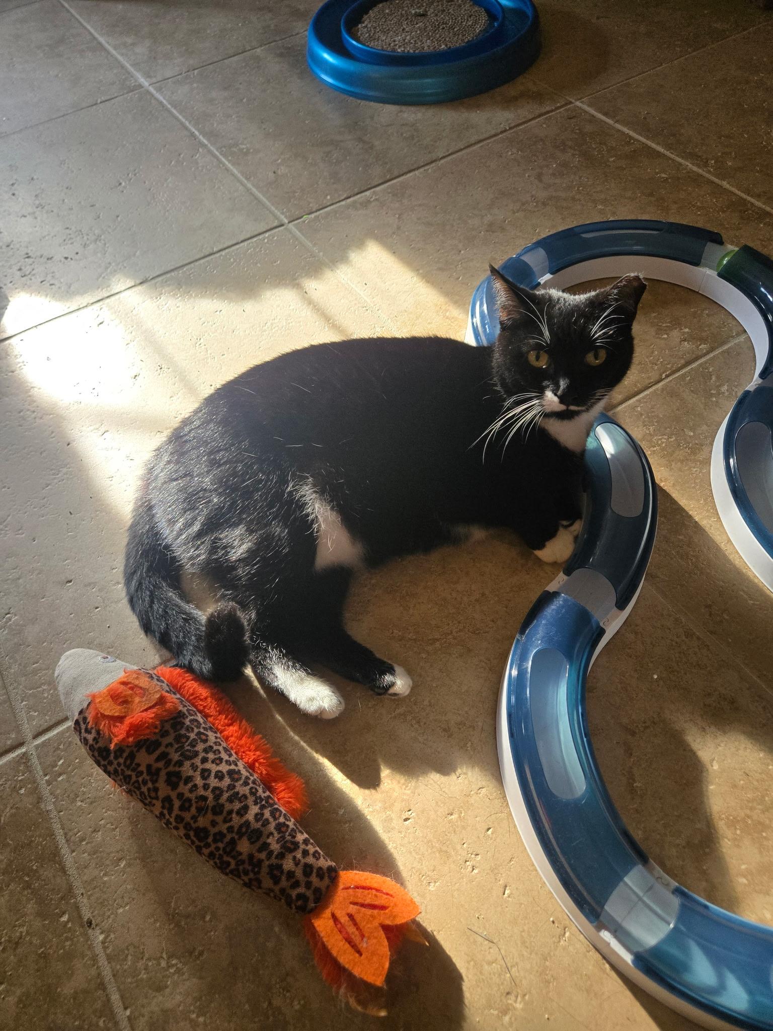 Enlarge Foxy, a Adoptable mixed breed in South Amboy, NJ image 3/4