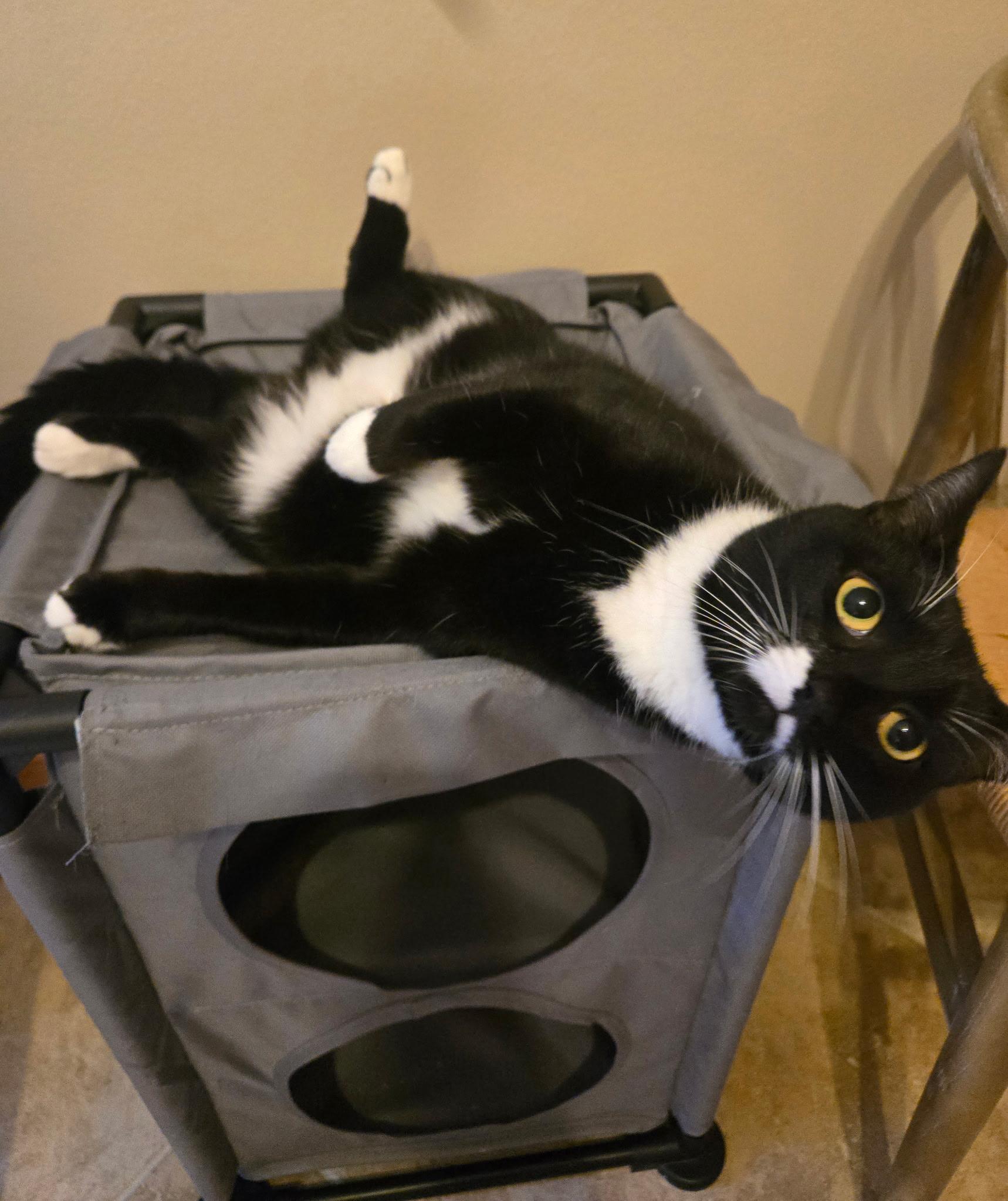 Foxy, Adoptable, Adult Female Domestic Short Hair & Tuxedo.