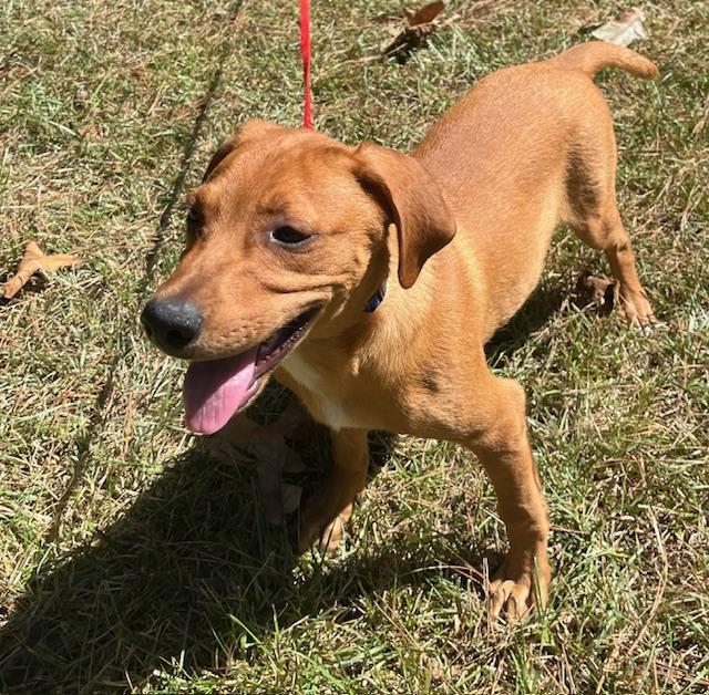 Dog for adoption - Spyder, a Golden Retriever & Rhodesian Ridgeback Mix ...