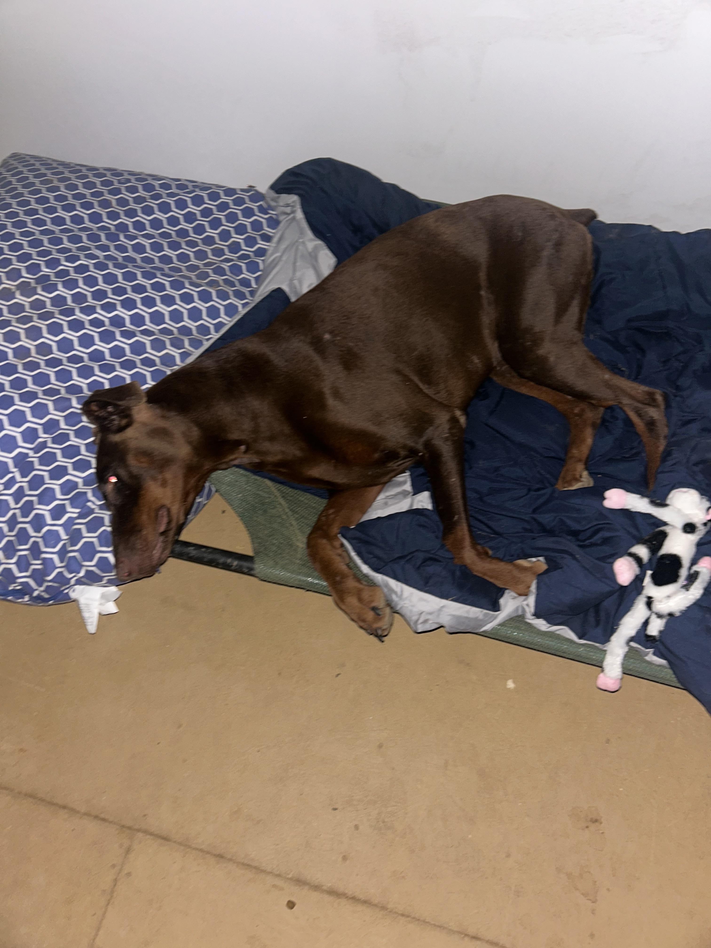 Enlarge Ruby, a Adopted Doberman Pinscher in Greenfield, TN image 1/3