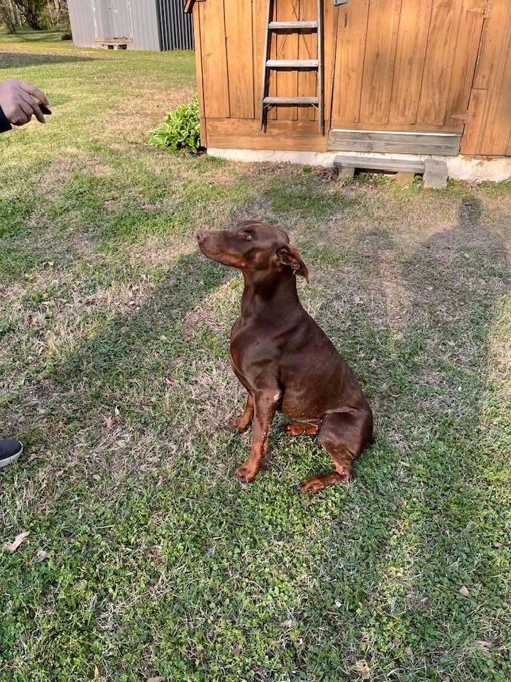 Enlarge Ruby, a Adopted Doberman Pinscher in Greenfield, TN image 2/3
