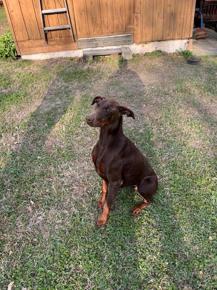 Enlarge Ruby, a Adopted Doberman Pinscher in Greenfield, TN image 3/3