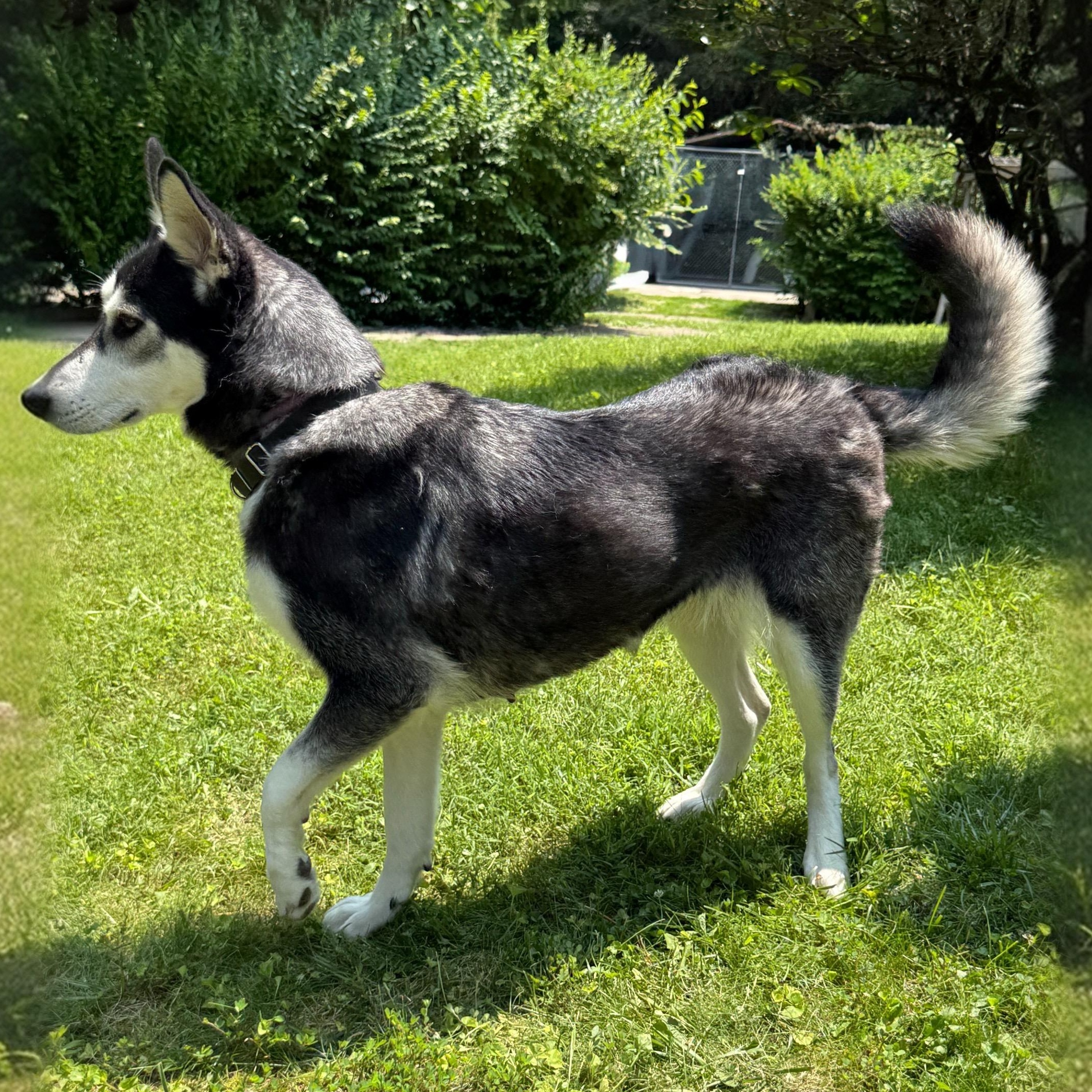 Sally, Adult Female unknown