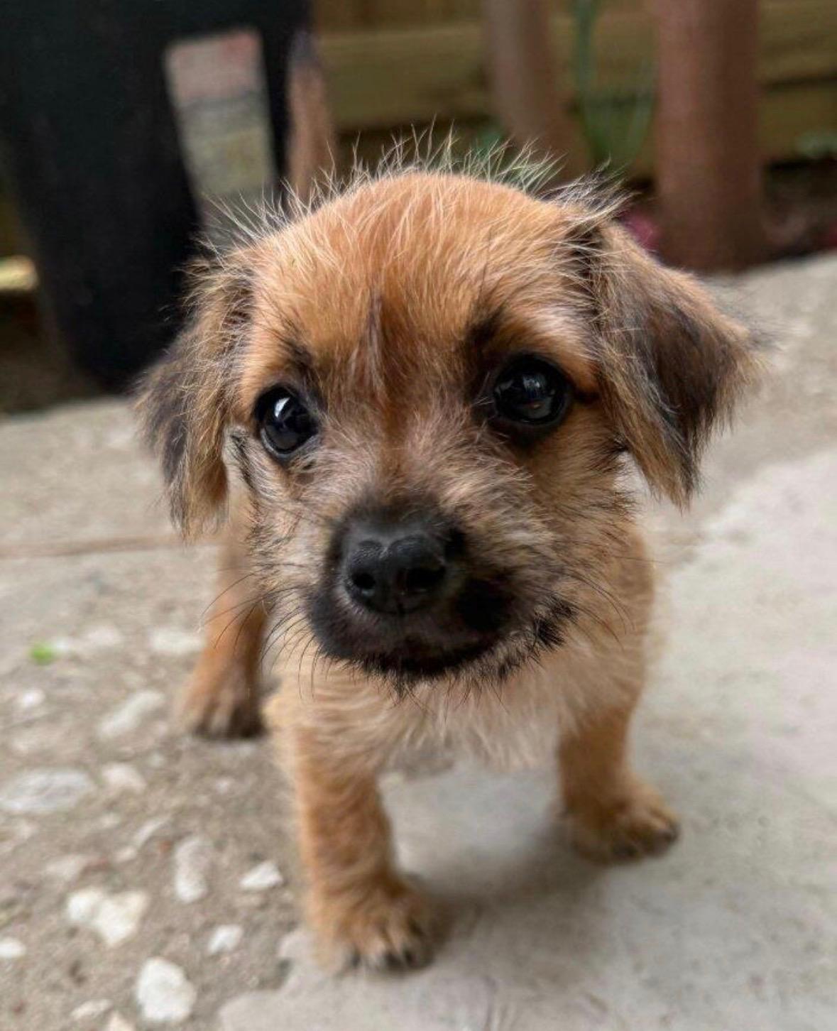 Ducky, Adopted, Puppy Male Shih Tzu.