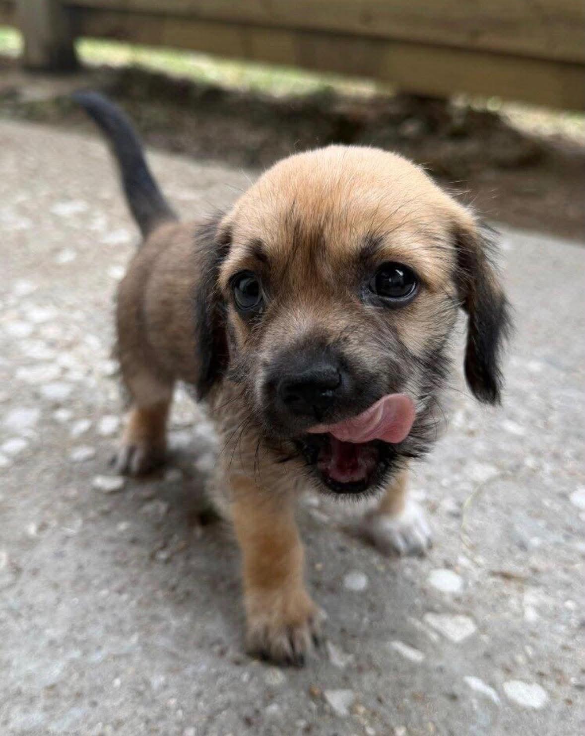 Enlarge Ducky, a Adopted mixed breed in Houston, TX image 2/5