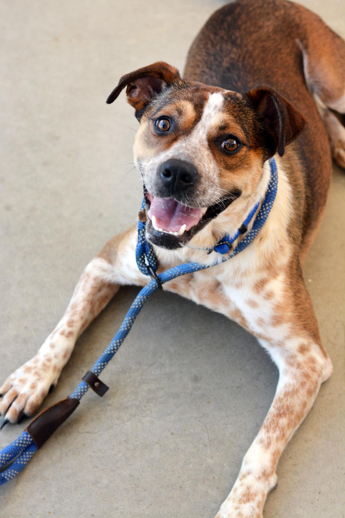 June Bug, a Adoptable mixed breed in Rogers, AR image 2/5