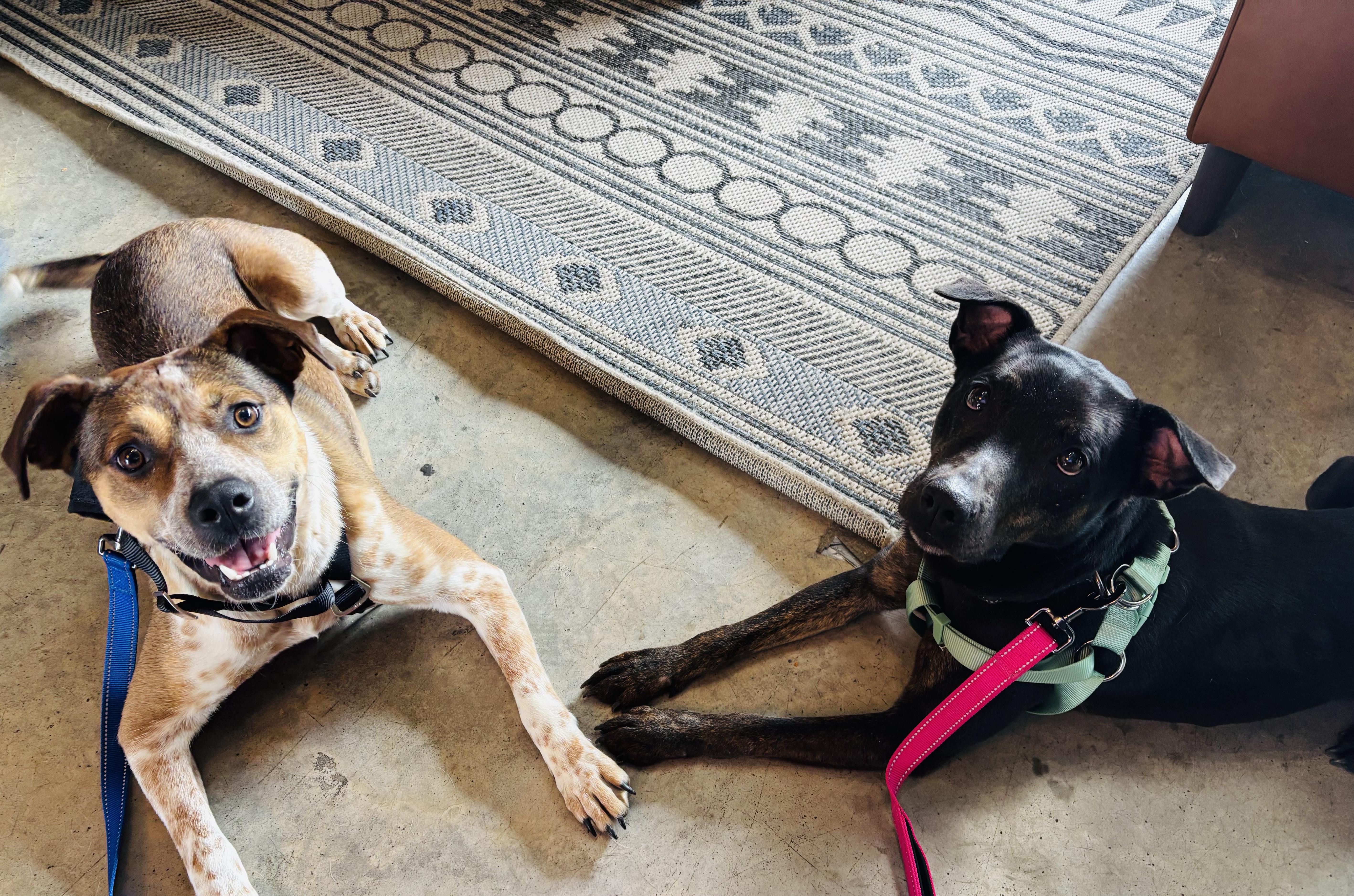 June Bug, a Adoptable mixed breed in Rogers, AR image 3/5