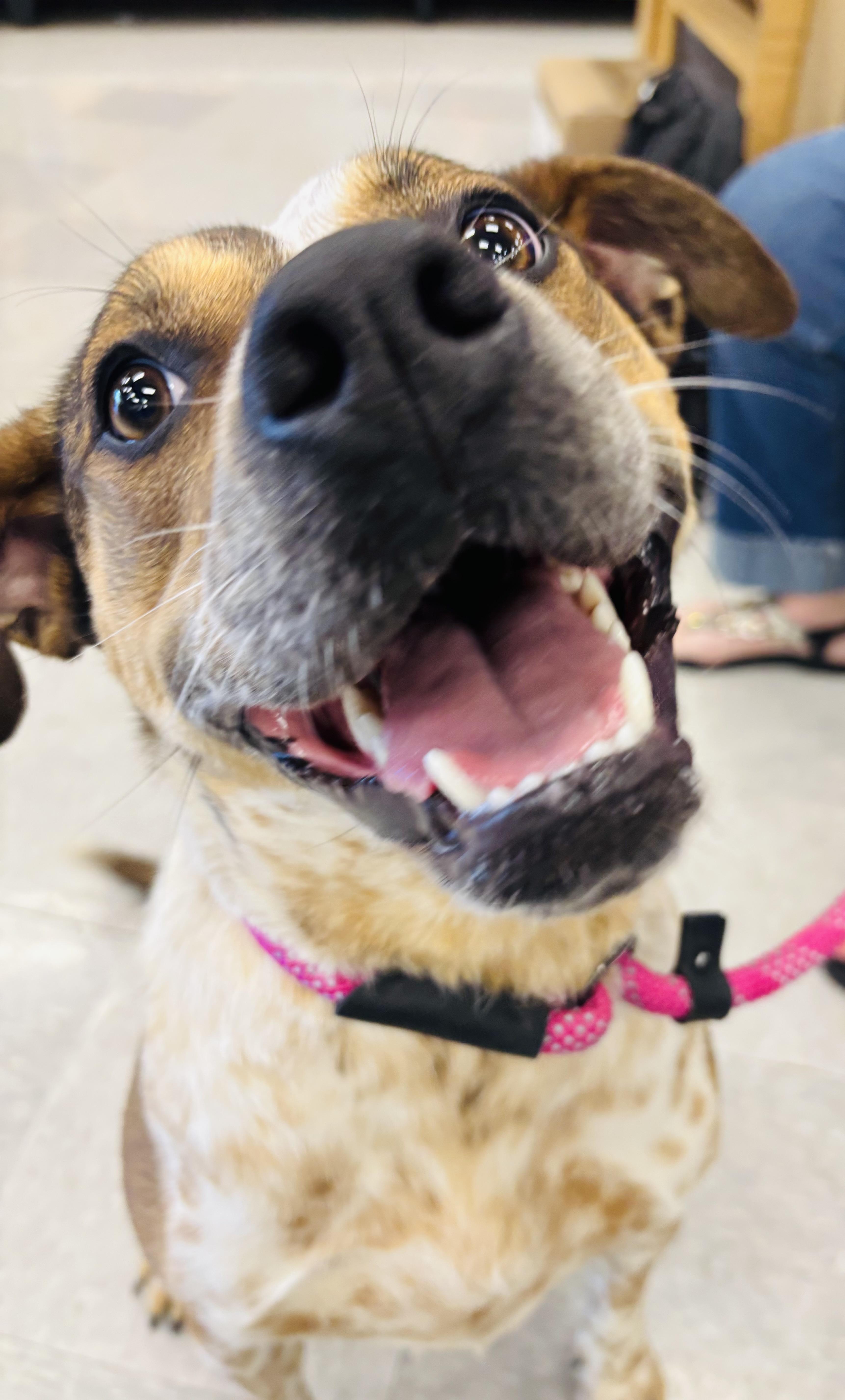 June Bug, a Adoptable mixed breed in Rogers, AR image 4/5